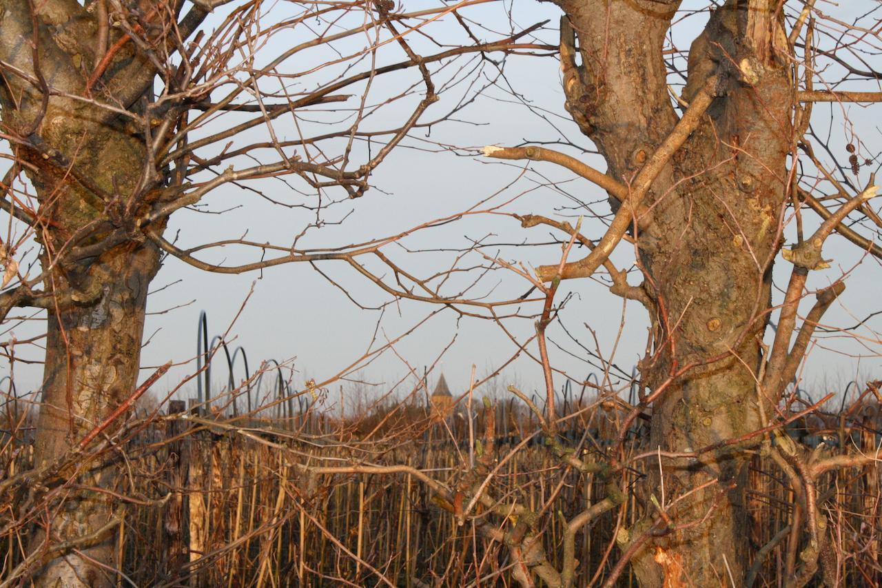 De Betuwe Hotell Asch Exteriör bild